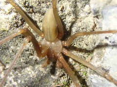 Loxosceles rufescens