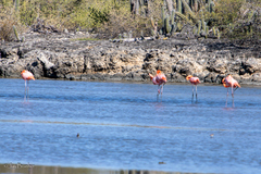 Phoenicopterus ruber