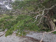 Nothofagus betuloides