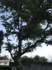 Pithecellobium dulce