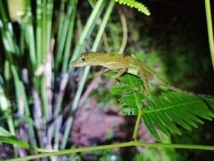 Anolis polylepis