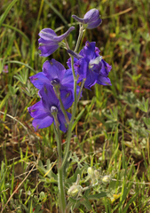 Delphinium variegatum