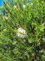 Melaleuca armillaris