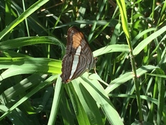 Adelpha thessalia