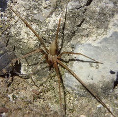 Loxosceles rufescens