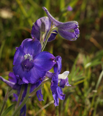 Delphinium variegatum