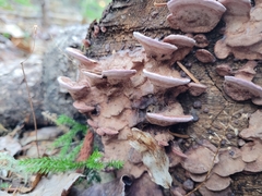 Rhodofomes cajanderi