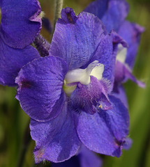 Delphinium variegatum
