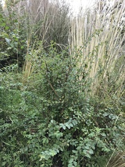 Symphoricarpos microphyllus