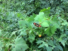 Heliconius erato