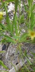 Sisyrinchium