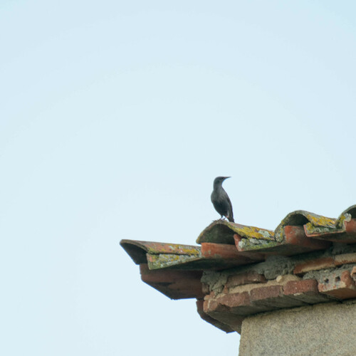 Estornino negro (Sturnus unicolor)
