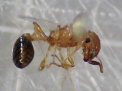 Cardiocondyla obscurior