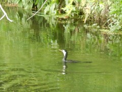 Microcarbo melanoleucos brevirostris