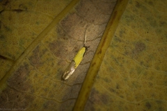 Opogona protodoxa
