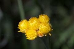 Chrysocephalum apiculatum