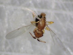 Cardiocondyla obscurior