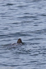 Dermochelys coriacea