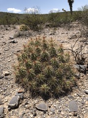 Echinocereus enneacanthus enneacanthus