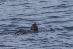 Dermochelys coriacea