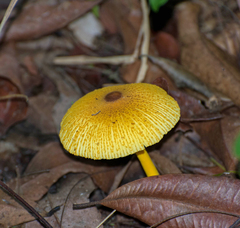 Leucocoprinus brunneoluteus
