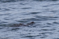 Dermochelys coriacea
