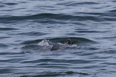 Dermochelys coriacea