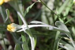 Chrysocephalum apiculatum