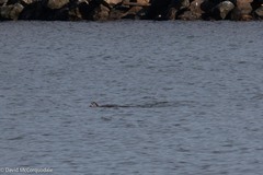 Dermochelys coriacea