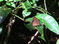 Godartiana muscosa