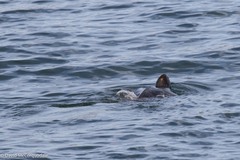 Dermochelys coriacea