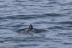 Dermochelys coriacea