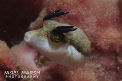 Canthigaster bennetti