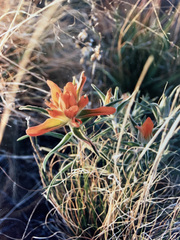 Castilleja rigida