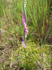 Spiranthes australis