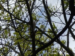 Rhipidura fuliginosa