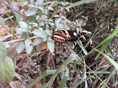 Heliconius ethilla