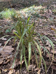 Chasmanthium sessiliflorum