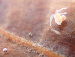 Macrostomum