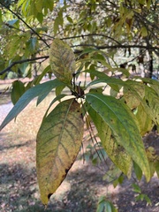 Chionanthus virginicus