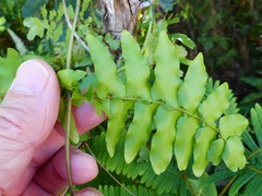 Lygodium reticulatum
