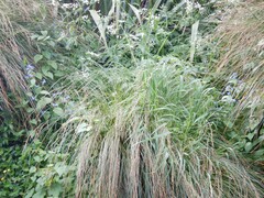 Pentaglottis sempervirens