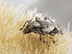 Aegomorphus jaspideus