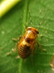 Pseudophyllodromia laticeps