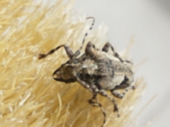 Aegomorphus jaspideus