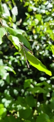 Austrolestes colensonis