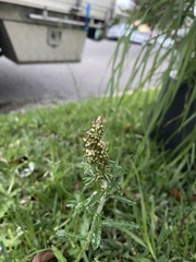 Gamochaeta americana