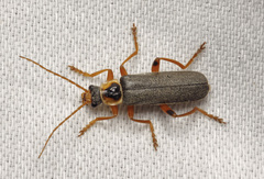 Cantharis nigricans