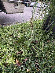 Gamochaeta americana