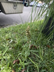 Gamochaeta americana